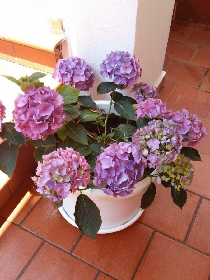 B&B Casa Vacanza Cioffi Vico Equense Extérieur photo